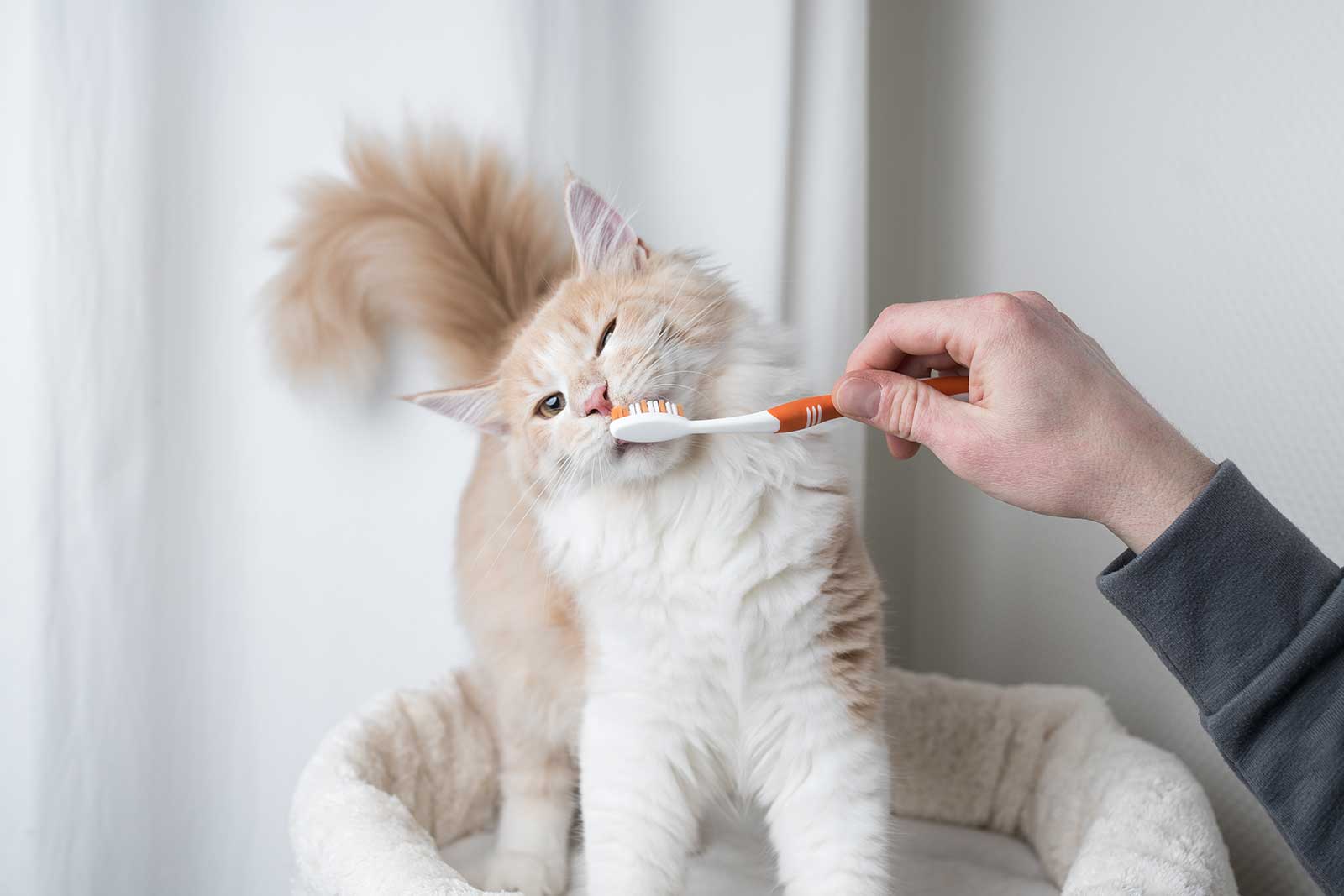 Kitten Dental Care