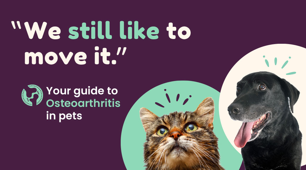 Your guide to Osteoarthritis in pets